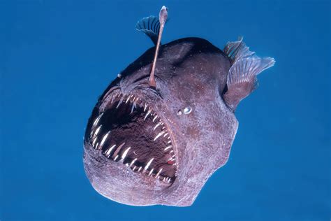 angler fish video|Scientists capture extremely rare footage of a black seadevil.